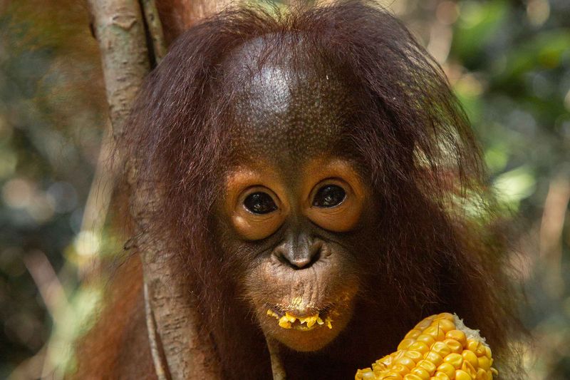 Topan enjoying corn treats at Nyaru Menteng sanctuary.