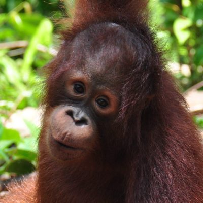 Bumi pictured at our Nyaru Menteng Centre 