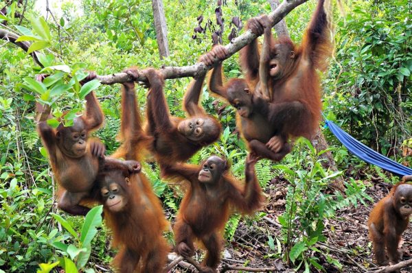 Nyaru Menteng Reintroduction Program