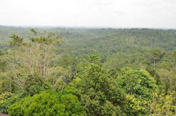 Samboja Lestari Reforestation & Reintroduction Program
