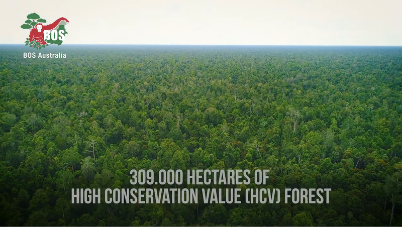 Mawas Conservation Project